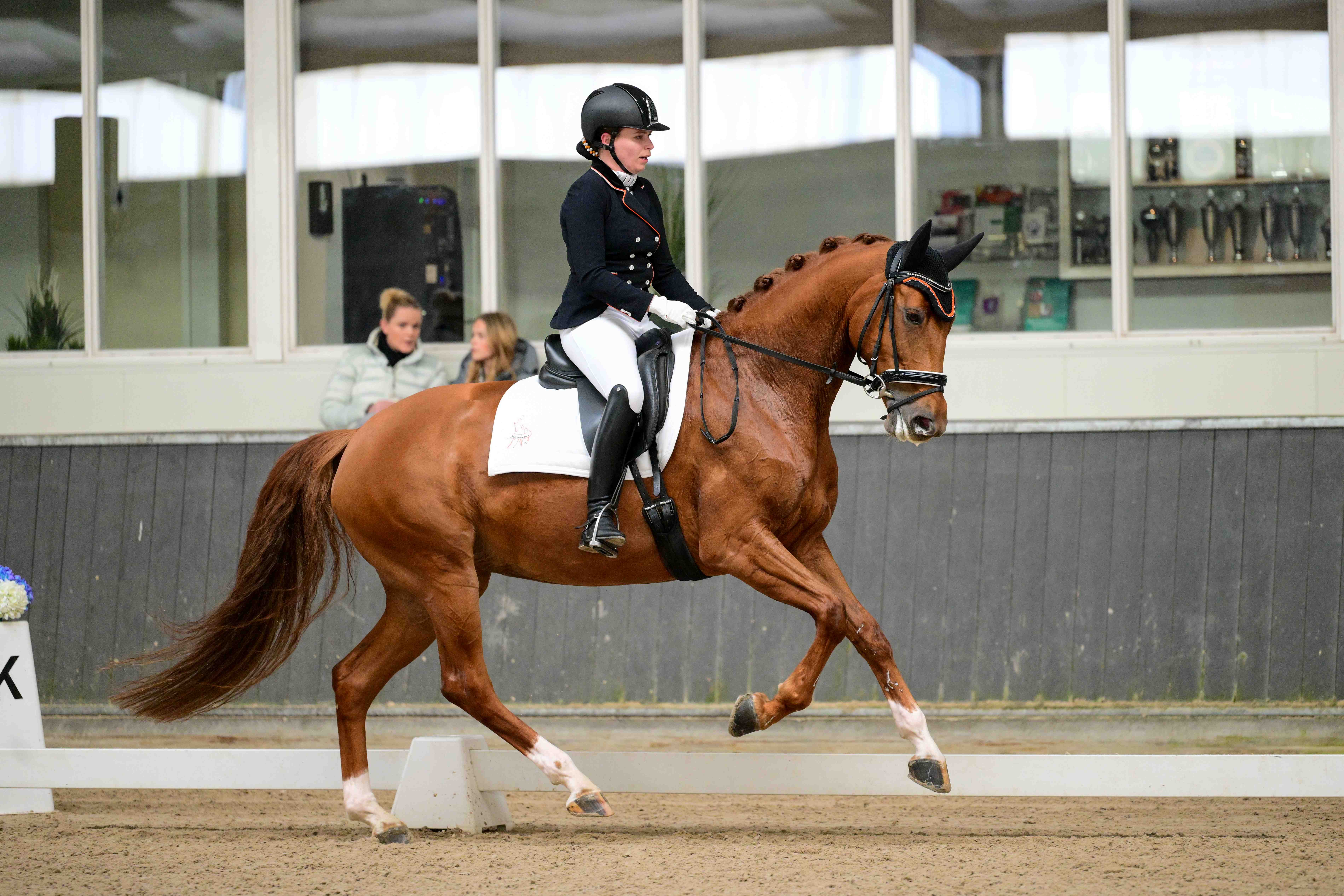 Paarden in Training kw0 1241 kopie